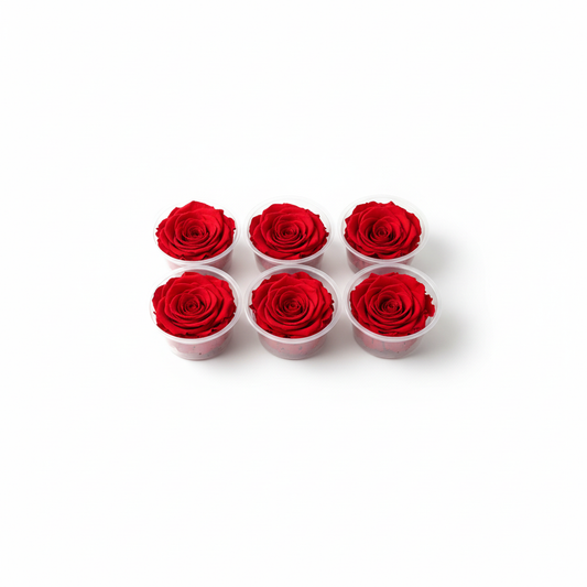 6 Pack Preserved Roses – Studio 11