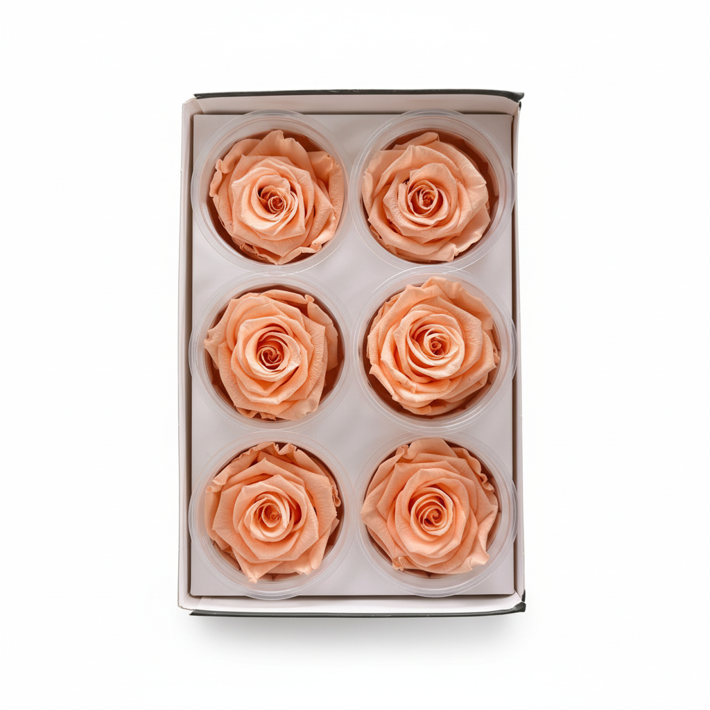 6 Pack Preserved Roses – Studio 26