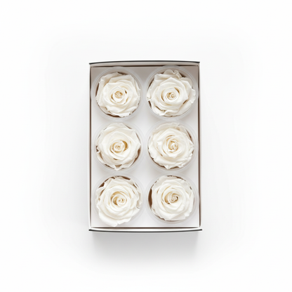 6 Pack Preserved Roses – Studio 31
