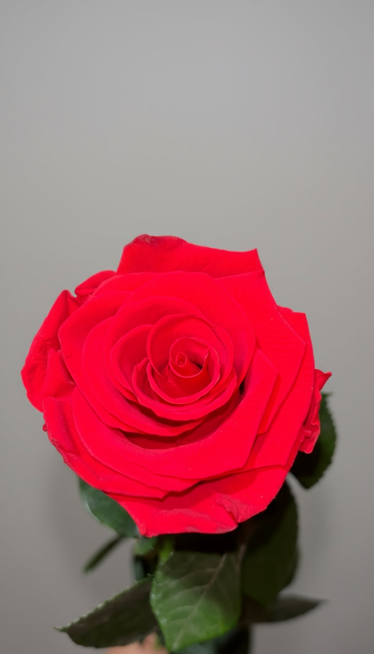 1 Premium Preserved Rose