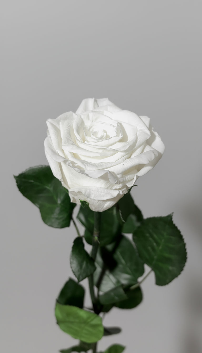 1 Premium Preserved Rose