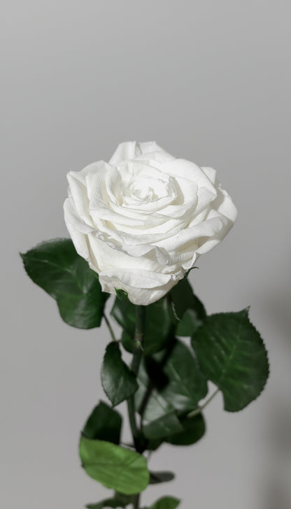 1 Premium Preserved Rose