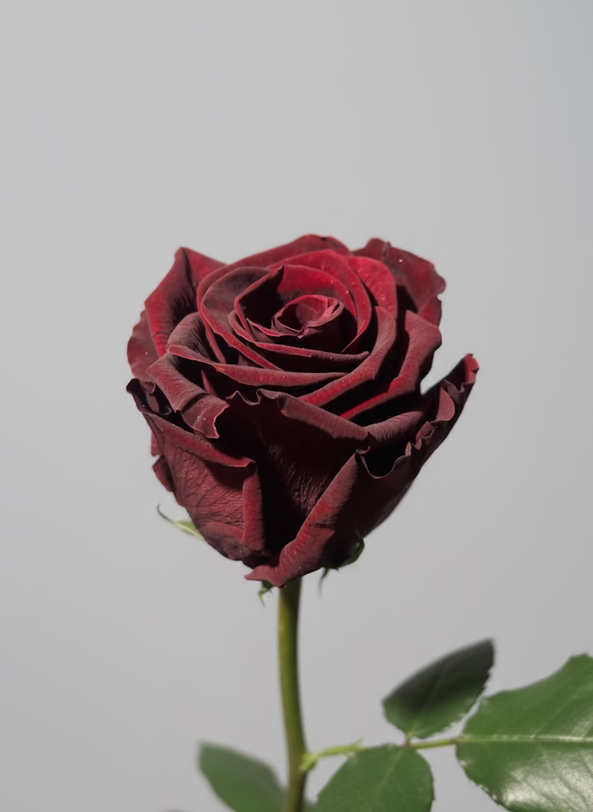 1 Premium Preserved Rose