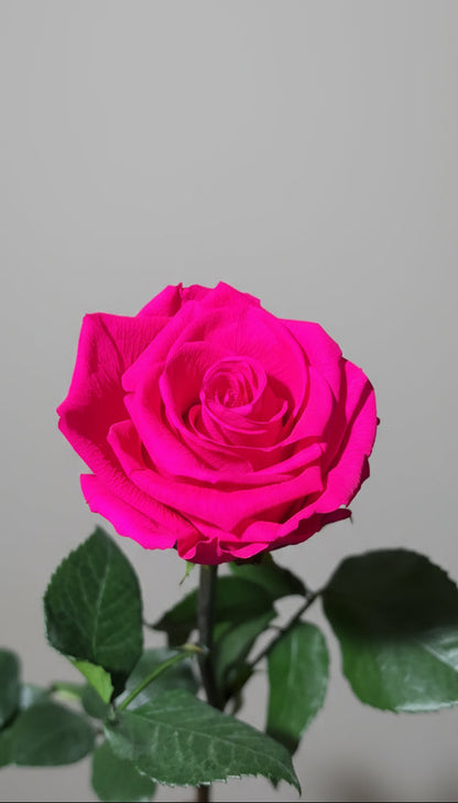 1 Premium Preserved Rose