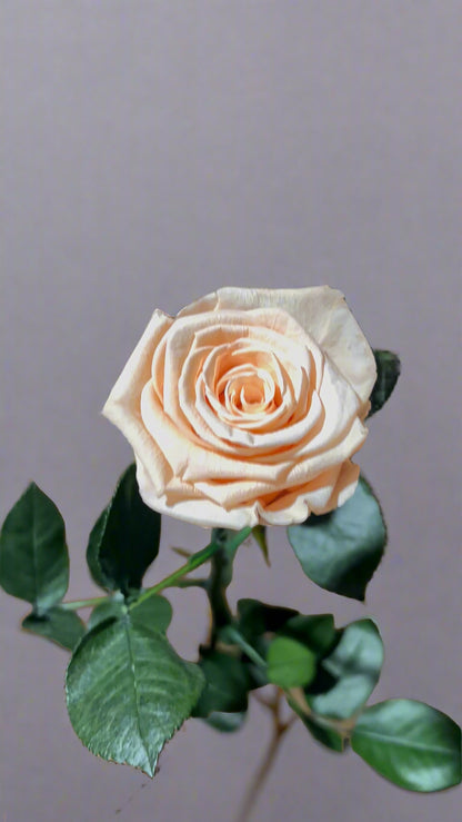 1 Premium Preserved Rose