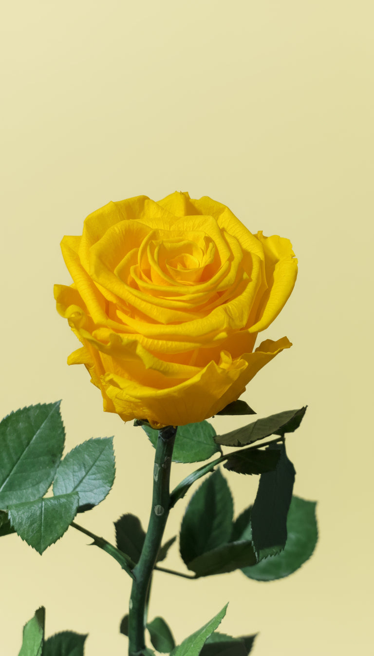 1 Premium Preserved Rose