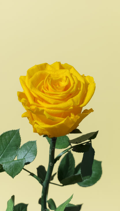 1 Premium Preserved Rose