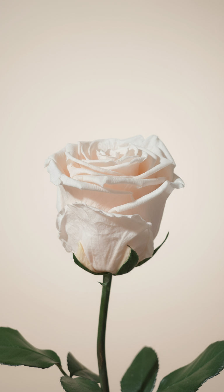 1 Premium Preserved Rose