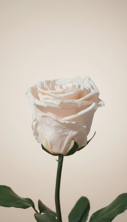 1 Premium Preserved Rose