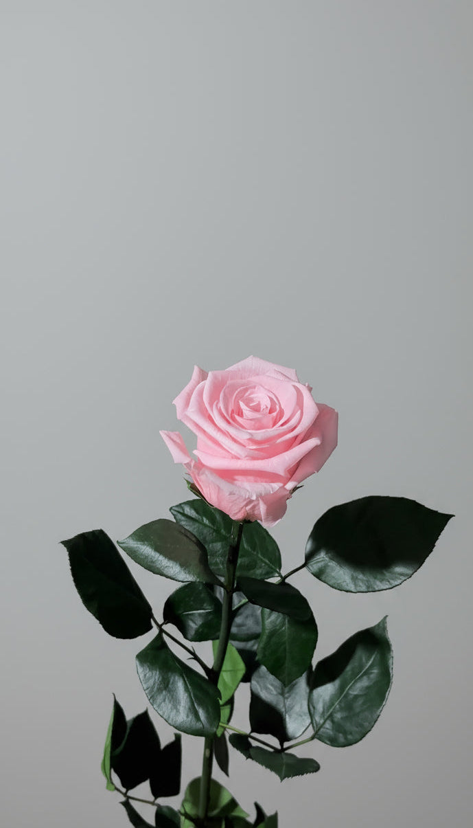 1 Premium Preserved Rose