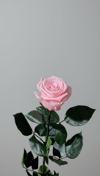 1 Premium Preserved Rose