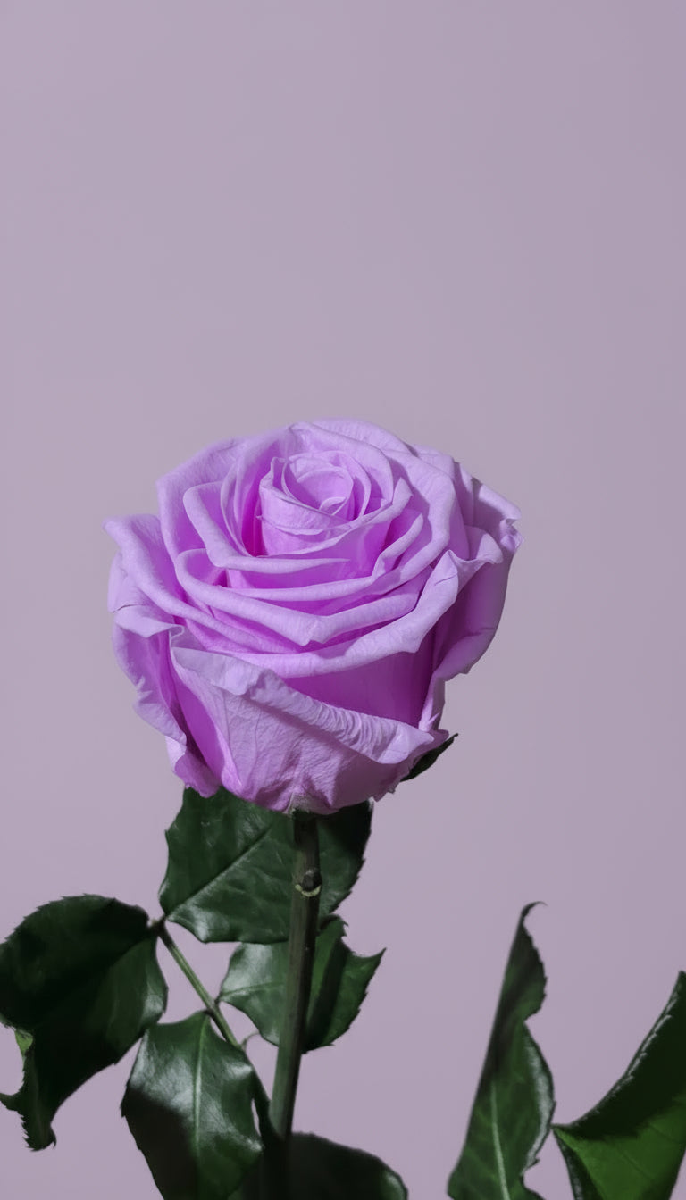 1 Premium Preserved Rose
