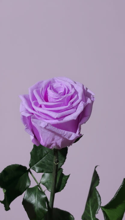 1 Premium Preserved Rose