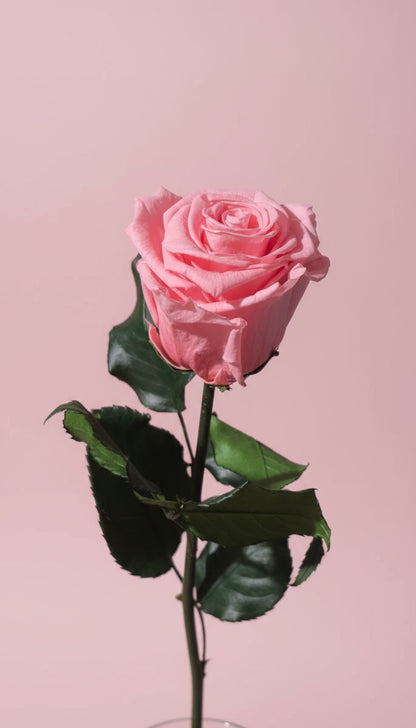 1 Premium Preserved Rose