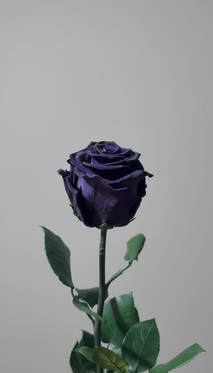 1 Premium Preserved Rose
