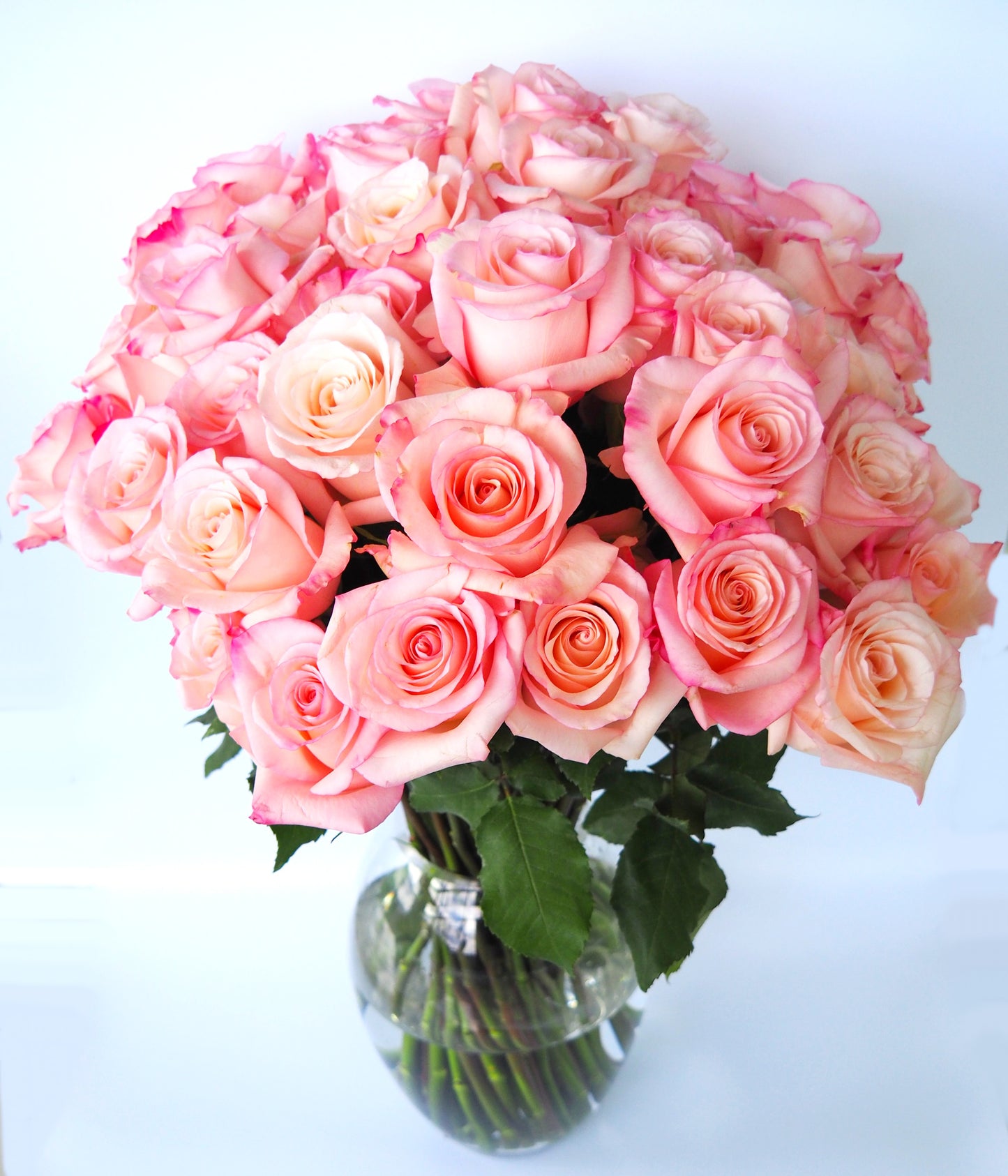 Roses roses de qualité supérieure