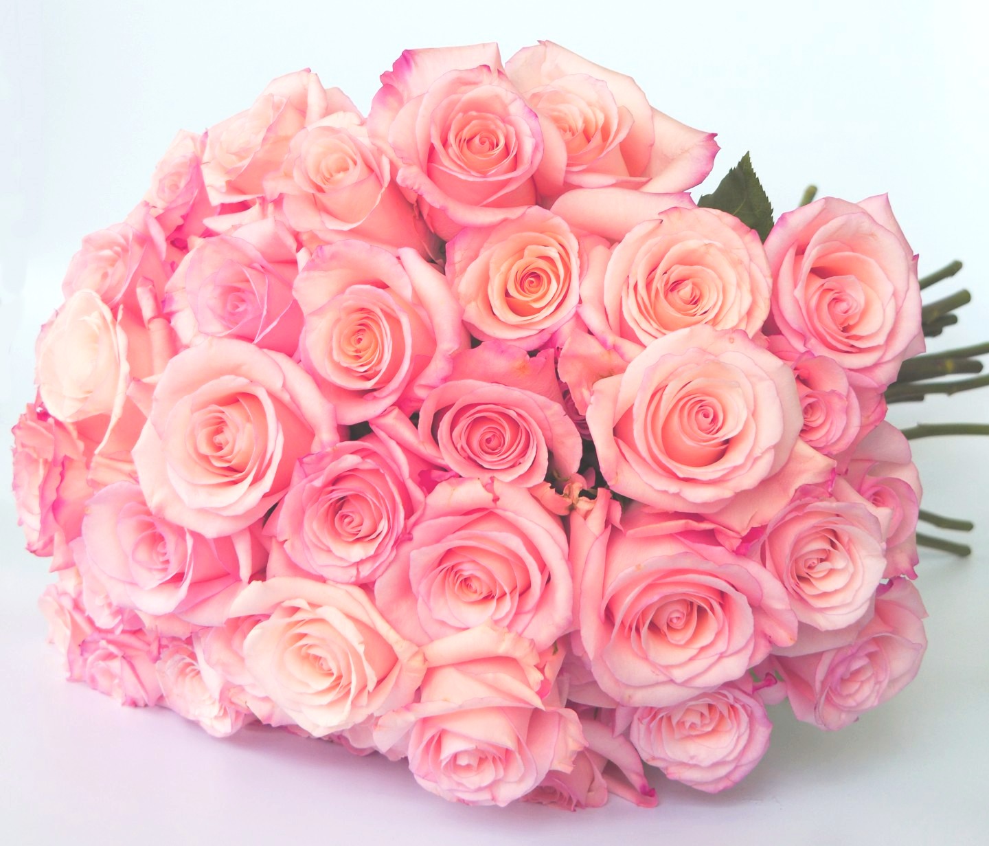 Roses roses de qualité supérieure