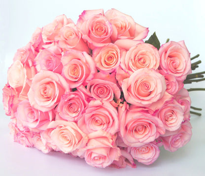 Roses roses de qualité supérieure
