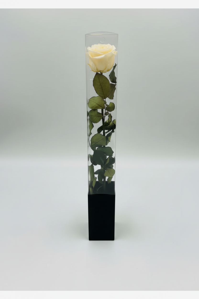 Cream Rose in Acrylic Box