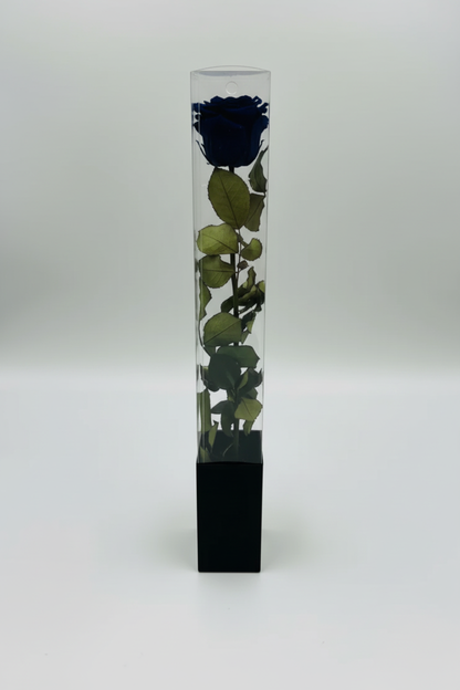 Dark Blue Rose in Acrylic Box
