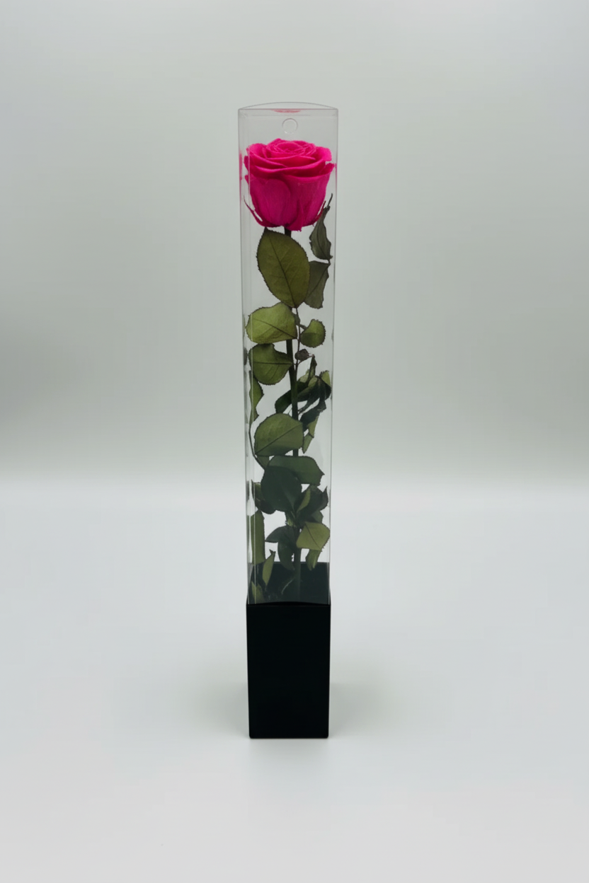 Hot Pink Rose in Acrylic Box