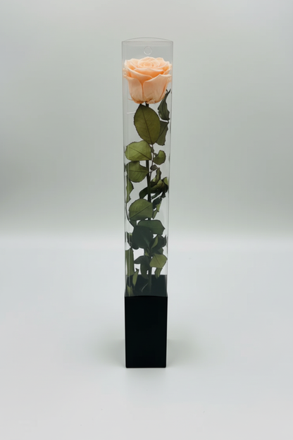 Light Peach Rose in Acrylic Box