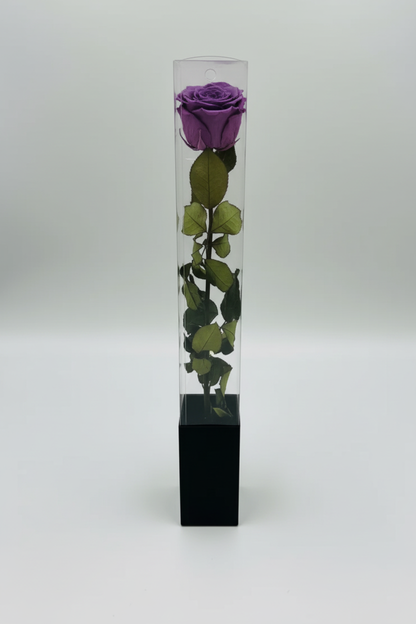 Lilac Purple Rose in Acrylic Box