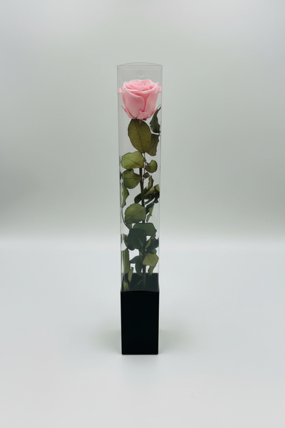 Pink Rose in Acrylic Box