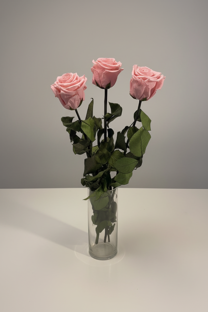 Pink roses in glass vase