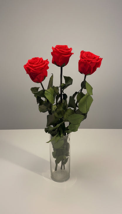 1 Premium Preserved Rose