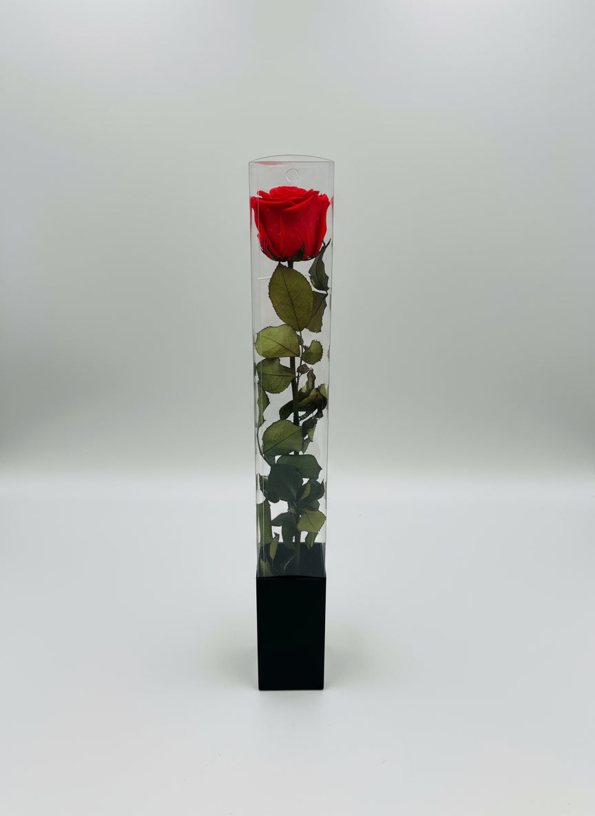 1 Premium Preserved Rose