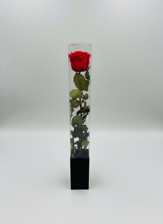 1 Premium Preserved Rose