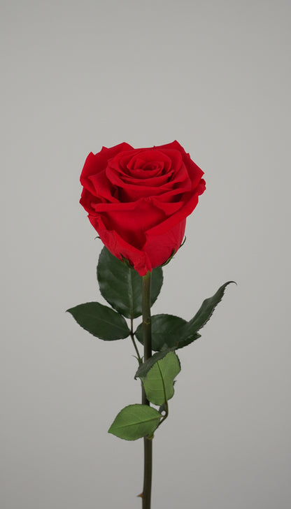 1 Premium Preserved Rose