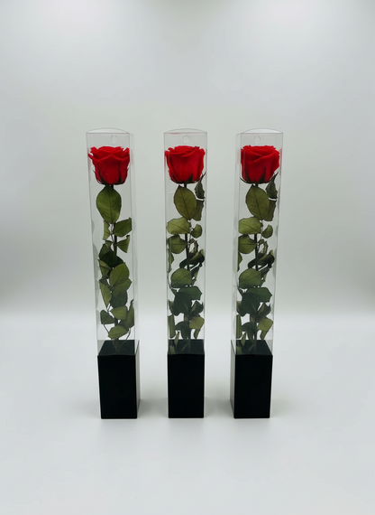 Trio of Premium Preserved Roses