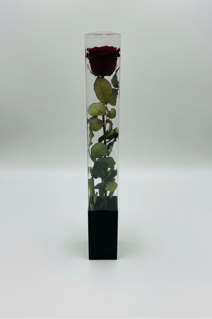 Wine Rose in Acrylic Box